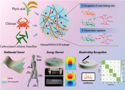 福建農林大學黃彪教授團隊在生物質先進材料研究與開發方面取得顯著進展